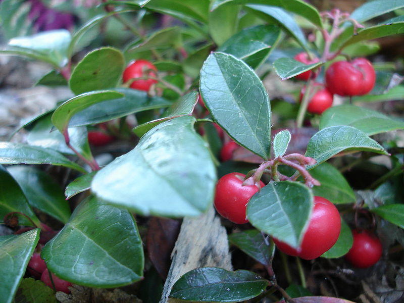Wintergreen Leaf Benefits